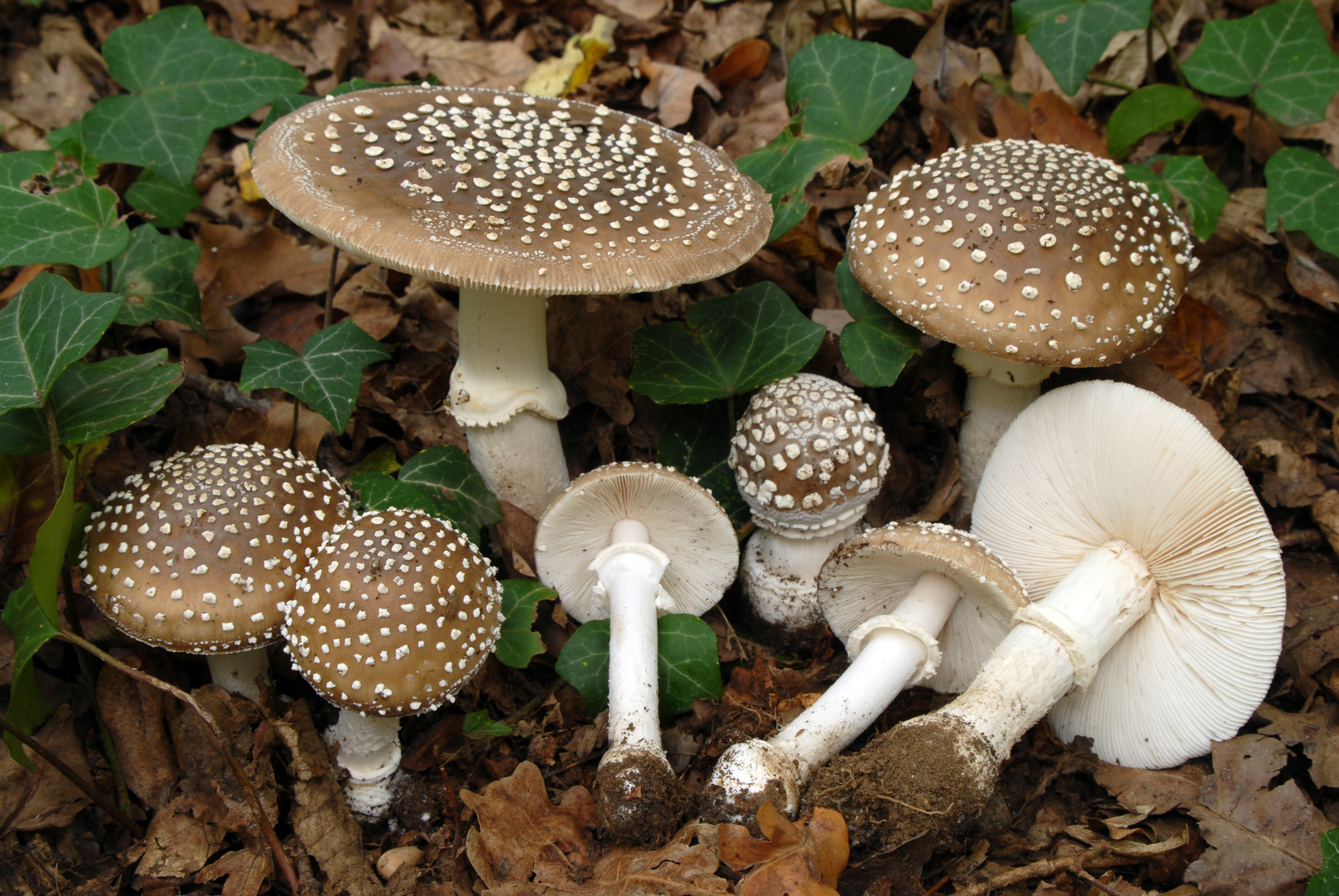Foto Amanita pantherina